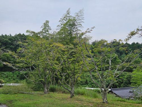 痛っ気持ち良かったグルキャン ハイヅカ湖畔の森 グループキャンプ フリーサイト 三代目とっしぃさんのキャンプブログ CAMPiii（キャンピー） -キャンプ専用SNS キャンプのすべてがここに集まる-