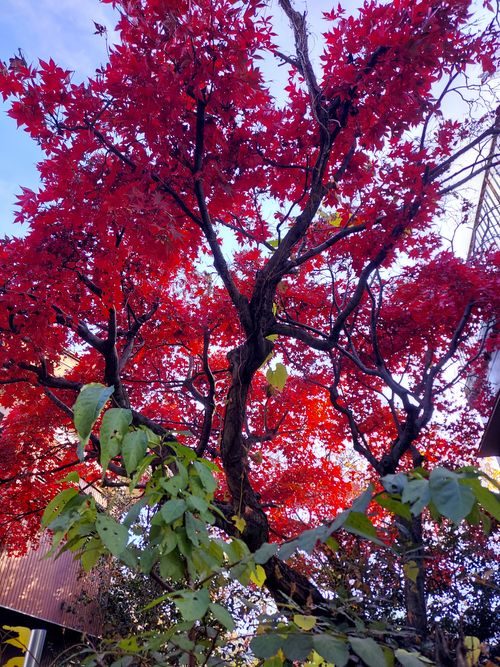 鹿岳辺りの紅葉🍁 One and…Nanmoku Another BASE ソロキャンプ 区画サイト ひろ16さんのキャンプブログ CAMPiii（キャンピー） -キャンプ専用SNS キャンプのすべてがここに集まる-