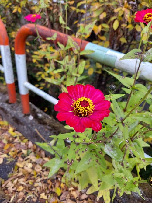 酔っぱらって夜なにしてたのかよくわからないキャンプ⛺ One and…Nanmoku Another BASE ソロキャンプ 区画サイト ひろ16さんのキャンプブログ CAMPiii（キャンピー） -キャンプ専用SNS キャンプのすべてがここに集まる-