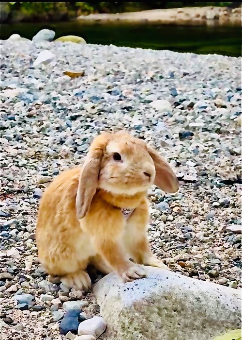 川遊びキャンプRETURNS&hellip;夏のおじおば🐰キャン△ in 須川家族村オートキャンプ場 〜 CAMP NO.209 須川家族村オートキャンプ場 ファミリーキャンプ グループキャンプ 区画サイト おじキャン△さんのキャンプブログ CAMPiii（キャンピー） -キャンプ専用SNS キャンプのすべてがここに集まる-
