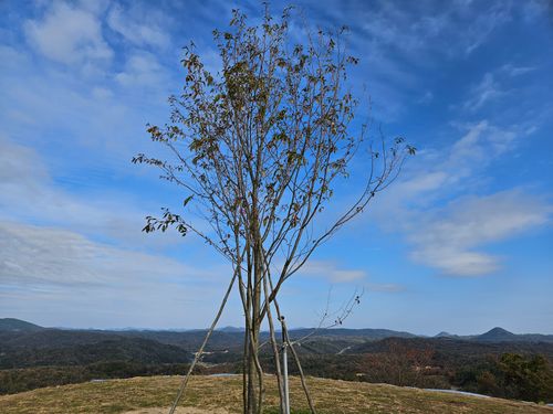 雲海キャンプ➃は雨☔ 花の駅せら オートキャンプ場 ソロキャンプ 区画サイト オートサイト 三代目とっしぃさんのキャンプブログ CAMPiii（キャンピー） -キャンプ専用SNS キャンプのすべてがここに集まる-