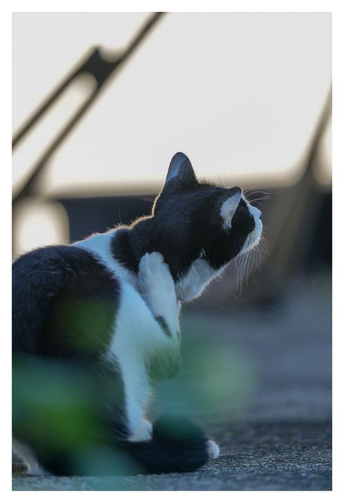 全国旅キャンプ第9弾の佐賀編 古民家キャンプ場NYANKO BASE ソロキャンプ ENJOY THE OUTDOORSさんのキャンプブログ CAMPiii(キャンピー) -キャンプ専用SNS キャンプのすべてがここに集まる-