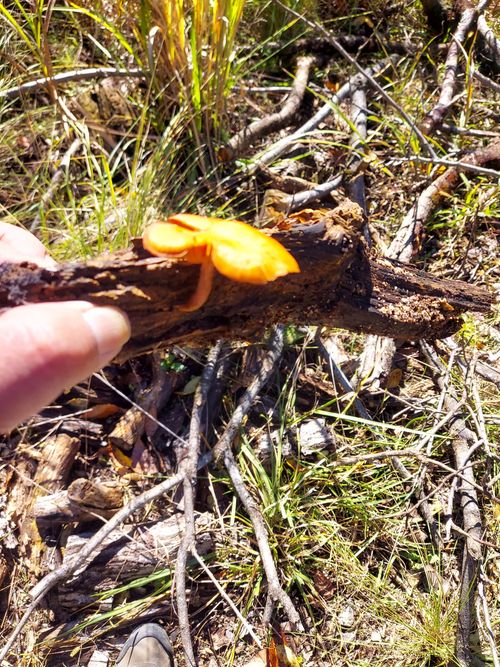 酔っぱらって夜なにしてたのかよくわからないキャンプ⛺ One and…Nanmoku Another BASE ソロキャンプ 区画サイト ひろ16さんのキャンプブログ CAMPiii（キャンピー） -キャンプ専用SNS キャンプのすべてがここに集まる-