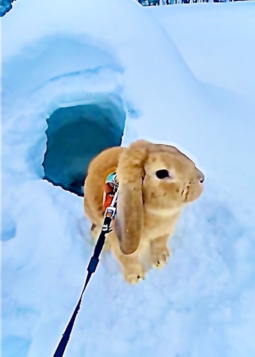 念願の雪中⛄️おじおばうさキャン△ in 板木まきばの里キャンプ場 〜 CAMP NO.173 小板まきばの里キャンプ場 ファミリーキャンプ グループキャンプ 区画サイト おじキャン△さんのキャンプブログ CAMPiii（キャンピー） -キャンプ専用SNS キャンプのすべてがここに集まる-