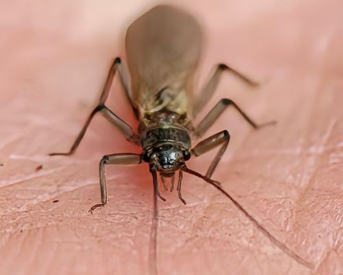 実験キャンプや。 大阪府 ソロキャンプ フリーサイト ぞのさんさんのキャンプブログ CAMPiii（キャンピー） -キャンプ専用SNS キャンプのすべてがここに集まる-