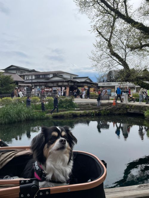 富士山キャンプと新倉浅間公園 朝霧Camp Base そらいろキャンプ場（フリーサイト・区画サイト・電源区画サイト） ファミリーキャンプ フリーサイト Kojiさんのキャンプブログ CAMPiii（キャンピー） -キャンプ専用SNS キャンプのすべてがここに集まる-