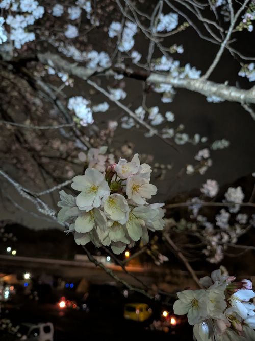 田代 中津川河川敷 ソロキャンプ フリーサイト オートサイト IZUIZUさんのキャンプブログ CAMPiii（キャンピー） -キャンプ専用SNS キャンプのすべてがここに集まる-