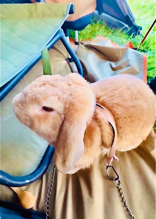 絶景キャンプ場で HAPPY BIRTHDAY 🎂 おじおば🐰キャン△ in 高平キャンプ場 〜 CAMP NO.203 里の駅 高平キャンプ場 ファミリーキャンプ グループキャンプ 区画サイト おじキャン△さんのキャンプブログ CAMPiii（キャンピー） -キャンプ専用SNS キャンプのすべてがここに集まる-