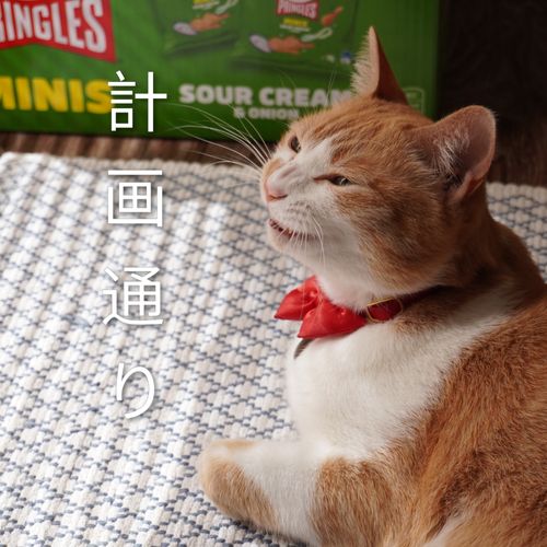 曇り徒歩ソロキャンプ 角田大橋河川敷 ソロキャンプ フリーサイト 週末スナフキンさんのキャンプブログ CAMPiii（キャンピー） -キャンプ専用SNS キャンプのすべてがここに集まる-