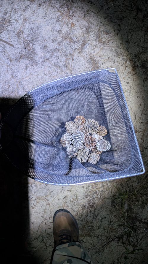 久しぶりの連泊キャンプ（ハーモニーランド付き） 野遊び浜キャンプ場 ファミリーキャンプ フリーサイト ヒゲキャンさんのキャンプブログ CAMPiii（キャンピー） -キャンプ専用SNS キャンプのすべてがここに集まる-