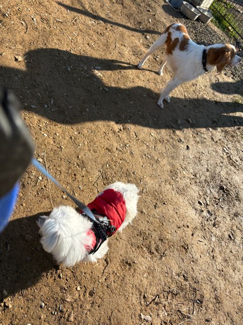 第89話　兵庫県で一泊はやめてそのまま岡山に向かうの巻 弥高山公園キャンプ場 ソロキャンプ フリーサイト ちろ犬さんのキャンプブログ CAMPiii（キャンピー） -キャンプ専用SNS キャンプのすべてがここに集まる-