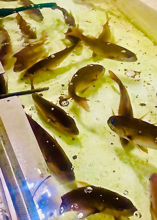 《秋》を楽しむ🐟おじうさキャン△ in 木屋川吉田河川公園 〜 CAMP NO.165 木屋川河川公園 ソロキャンプ ファミリーキャンプ フリーサイト おじキャン△さんのキャンプブログ CAMPiii（キャンピー） -キャンプ専用SNS キャンプのすべてがここに集まる-