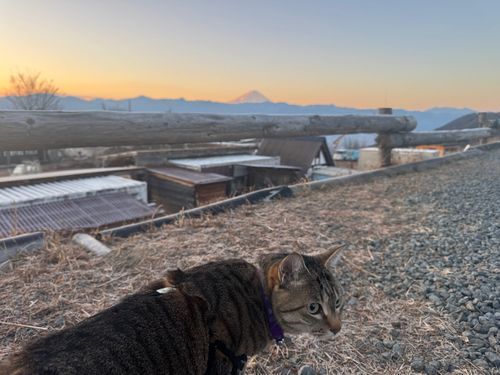 2026初キャンプ ソロキャンプ 区画サイト 琥珀にゃんさんのキャンプブログ CAMPiii（キャンピー） -キャンプ専用SNS キャンプのすべてがここに集まる-