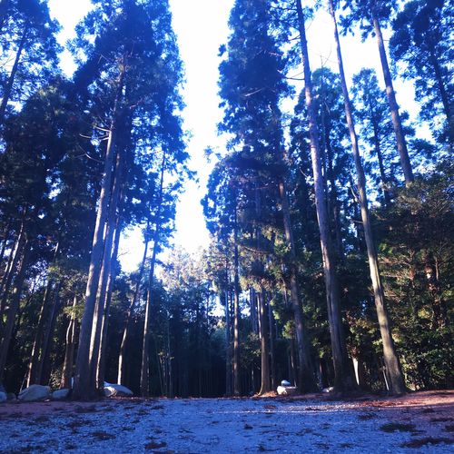 俺のあそびฅ(o&lsquo;ⓛ&rsquo;o)ฅ  見栄る魅れる三重られる‼️ 俺たちのキャンプ場 ソロキャンプ 区画サイト オートサイト くまくまさんのキャンプブログ CAMPiii（キャンピー） -キャンプ専用SNS キャンプのすべてがここに集まる-