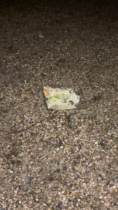 TOP画を『タヌキ』にしたら、メインがなくなるので『桜』にする！ くつわ池自然公園キャンプ場 ソロキャンプ フリーサイト とのさんのキャンプブログ CAMPiii（キャンピー） -キャンプ専用SNS キャンプのすべてがここに集まる-