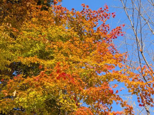 CAMPiii(キャンピー) 俺の酒場は野にあるさんのキャンプブログ 紅葉 羽鳥湖畔オートキャンプ場