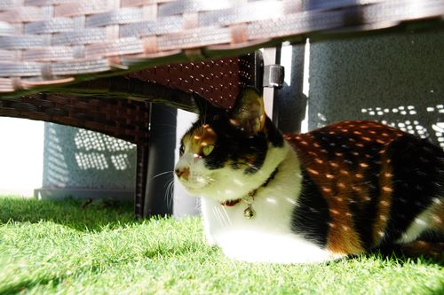 【キャンプ行けてない】キャンプ場マルシェイベントへ行った記録 TINY CAMP VILLAGE 週末スナフキンさんのキャンプブログ CAMPiii（キャンピー） -キャンプ専用SNS キャンプのすべてがここに集まる-