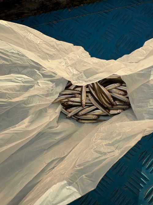 第87話　　ワカサギ釣りしてきた！キャンプはしてない 群馬県 ソロキャンプ ちろ犬さんのキャンプブログ CAMPiii（キャンピー） -キャンプ専用SNS キャンプのすべてがここに集まる-