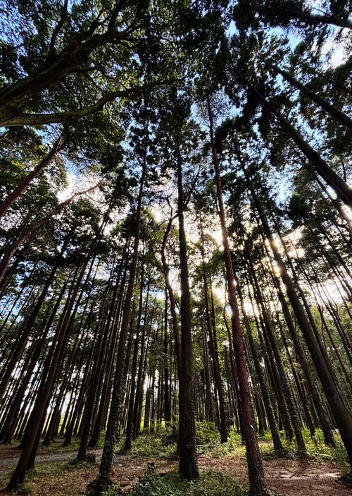 🌲森林サイトで癒される &GREEN龍ケ崎キャンプ場 ソロキャンプ フリーサイト オートサイト ARUGOさんのキャンプブログ CAMPiii(キャンピー) -キャンプ専用SNS キャンプのすべてがここに集まる-