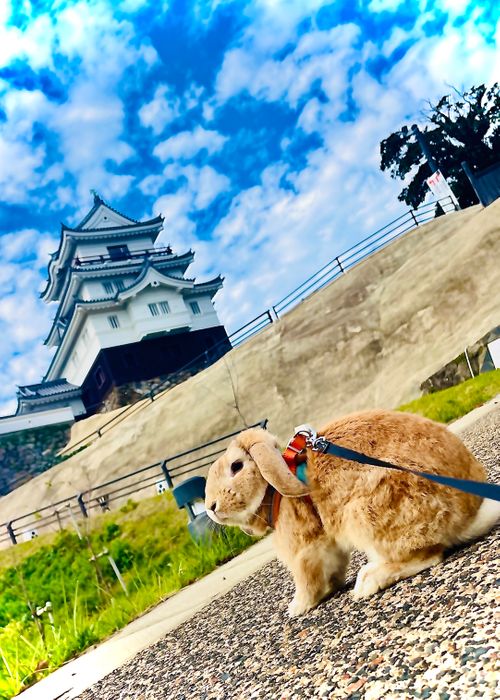 お初の長崎県⛺️絶景を求めおじうさキャン△ in 中瀬草原キャンプ場 〜 CAMP NO.162 中瀬草原キャンプ場 ソロキャンプ ファミリーキャンプ フリーサイト おじキャン△さんのキャンプブログ CAMPiii（キャンピー） -キャンプ専用SNS キャンプのすべてがここに集まる-