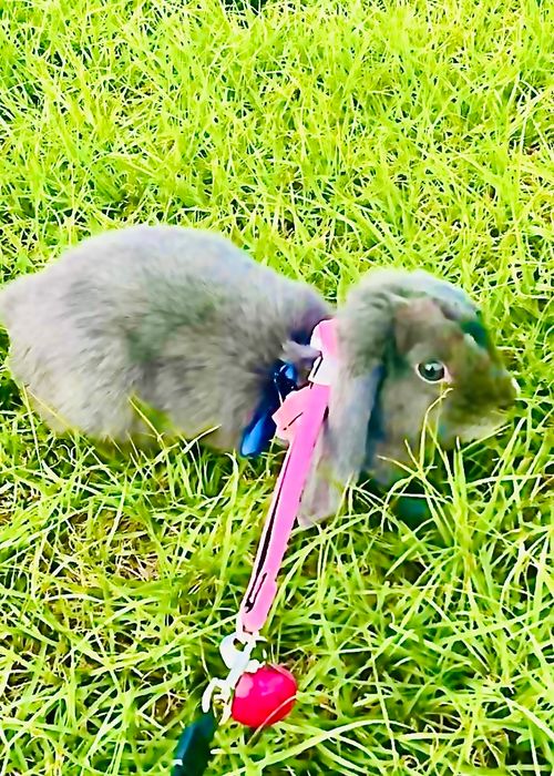 初めまして🐰💕 可愛い新メンバー加入のおじ🐰キャン△ in ゆうゆう広場 〜 CAMP NO.217 ゆうゆう広場 ソロキャンプ 区画サイト フリーサイト おじキャン△さんのキャンプブログ CAMPiii（キャンピー） -キャンプ専用SNS キャンプのすべてがここに集まる-