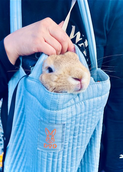 神在月に神の遣い《きなこ》と一緒に…出雲参拝おじおばうさキャン△ in 夢の森うさぎキャンプ場 〜 CAMP NO. うさぎ森林公園 夢の森うさぎ ファミリーキャンプ グループキャンプ 区画サイト おじキャン△さんのキャンプブログ CAMPiii(キャンピー) -キャンプ専用SNS キャンプのすべてがここに集まる-
