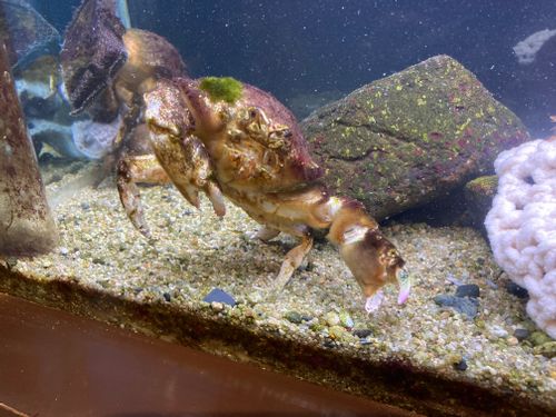 🌴またまた瀬戸内のハワイ🌴 陸奥記念館 ファミリーキャンプ 区画サイト masaさんのキャンプブログ CAMPiii（キャンピー） -キャンプ専用SNS キャンプのすべてがここに集まる-