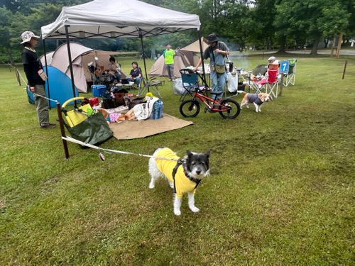 急に涼しい🤭　そんな日は､犬連れデイキャンプ⛺️  モリリン加瀬沼公園 グループキャンプ 区画サイト るぽこさんのキャンプブログ CAMPiii（キャンピー） -キャンプ専用SNS キャンプのすべてがここに集まる-
