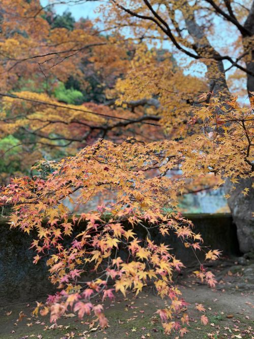 奥久慈キャンプ！キャンプ村やなせ キャンプ村やなせ ファミリーキャンプ 区画サイト ぺちゃさんのキャンプブログ CAMPiii（キャンピー） -キャンプ専用SNS キャンプのすべてがここに集まる-