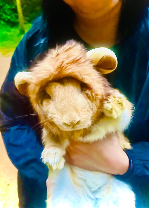 久しぶりの付き添いおじうさキャン△ in 吉部フォレストクラブ犬ヶ迫キャンプ場 〜 CAMP NO.157 吉部フォレストクラブ犬ヶ迫キャンプ場 ファミリーキャンプ グループキャンプ ソロキャンプ 区画サイト おじキャン△さんのキャンプブログ CAMPiii(キャンピー) -キャンプ専用SNS キャンプのすべてがここに集まる-