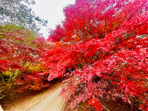 秋のエヴァ祭り？おじおばうさキャン△ in 江汐公園キャンプ場 〜 CAMP NO.166 江汐公園 ファミリーキャンプ グループキャンプ 区画サイト おじキャン△さんのキャンプブログ CAMPiii（キャンピー） -キャンプ専用SNS キャンプのすべてがここに集まる-
