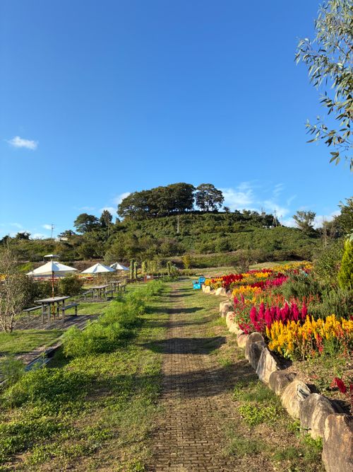 2025年13回目、お花畑キャン💐 花の駅せら「世羅ゆり園」 ファミリーキャンプ 区画サイト オートサイト わいげさんのキャンプブログ CAMPiii（キャンピー） -キャンプ専用SNS キャンプのすべてがここに集まる-
