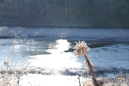 いつの間にか沢山揃ったソログル2連泊 ともえ川Park グループキャンプ 区画サイト 週末スナフキンさんのキャンプブログ CAMPiii（キャンピー） -キャンプ専用SNS キャンプのすべてがここに集まる-