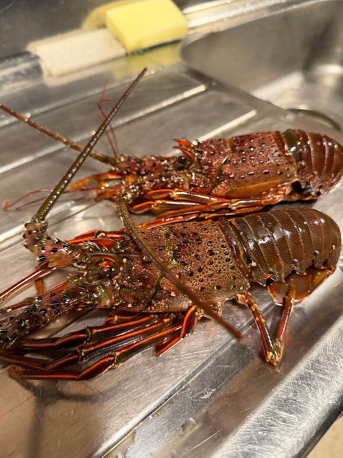 九州伊勢えびキャンプ🦞̥@紅葉観に行こーよ🍁 阿蘇レインボーバレー ファミリーキャンプ オートサイト ぐうたら夫婦さんのキャンプブログ CAMPiii（キャンピー） -キャンプ専用SNS キャンプのすべてがここに集まる-