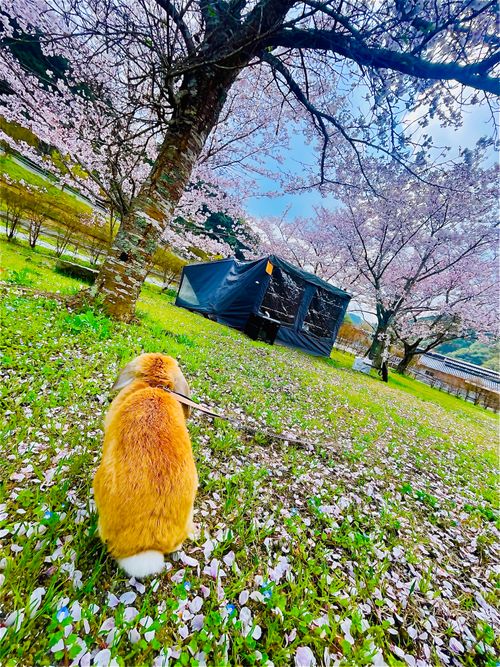 リベンジお花見🌸 & 新幕お試しおじうさキャン△ in 阿武川温泉公園 〜 CAMP NO.183 萩阿武川温泉公園（キャンプ可） ソロキャンプ ファミリーキャンプ フリーサイト おじキャン△さんのキャンプブログ CAMPiii（キャンピー） -キャンプ専用SNS キャンプのすべてがここに集まる-