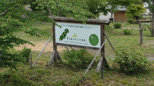 白馬岳を臨む！ 白馬森のわさび農園（オートキャンプ場併設） ファミリーキャンプ 区画サイト オートサイト まーささんのキャンプブログ CAMPiii（キャンピー） -キャンプ専用SNS キャンプのすべてがここに集まる-