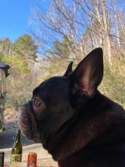 CAMPiii（キャンピー） ロコCamp0828さんのキャンプブログ 思い出した、、春キャンプは風との戦いだという事を 秋保森林スポーツ公園