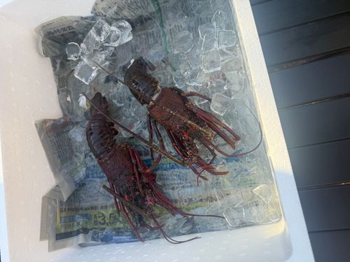 いい夫婦の日に2組でキャンプ 阿蘇レインボーバレー ファミリーキャンプ グループキャンプ 区画サイト オートサイト moreAiさんのキャンプブログ CAMPiii（キャンピー） -キャンプ専用SNS キャンプのすべてがここに集まる-