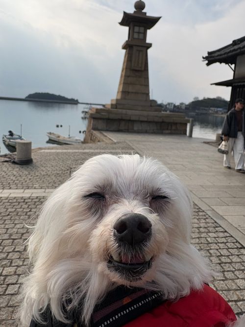 CAMPiii（キャンピー） ちろ犬さんのキャンプブログ 第91話　広島県は離島に行く！ Island Camp 百島