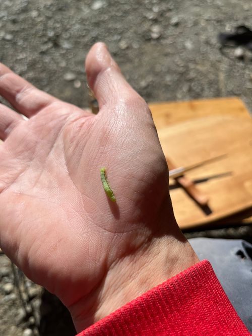 二回目ノロロッジキャンプ場 青野原野呂ロッジキャンプ場 ソロキャンプ 区画サイト よスさんのキャンプブログ CAMPiii（キャンピー） -キャンプ専用SNS キャンプのすべてがここに集まる-