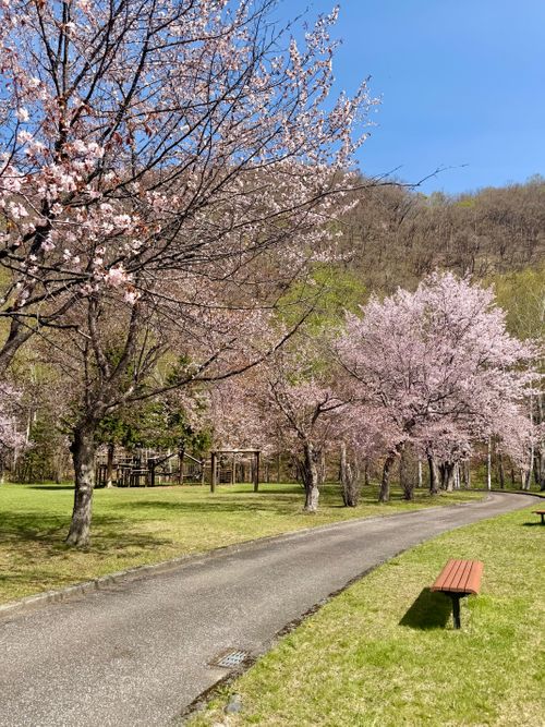 桜と新幕としっぽり燻製キャンプ🏕️ 留辺蘂つつじ公園キャンプ場 ファミリーキャンプ フリーサイト りかさんのキャンプブログ CAMPiii（キャンピー） -キャンプ専用SNS キャンプのすべてがここに集まる-