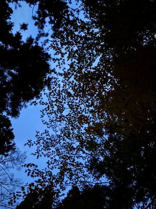 久しぶりのソロキャンプ🏕️ 道志の森キャンプ場 ソロキャンプ フリーサイト Genさんのキャンプブログ CAMPiii（キャンピー） -キャンプ専用SNS キャンプのすべてがここに集まる-