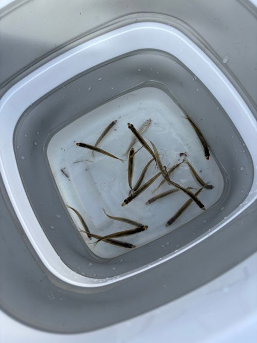 第88話　ワカサギからのチェアリング？？？ 神川ゆ～ゆ～ランド自由広場 グループキャンプ フリーサイト ちろ犬さんのキャンプブログ CAMPiii（キャンピー） -キャンプ専用SNS キャンプのすべてがここに集まる-