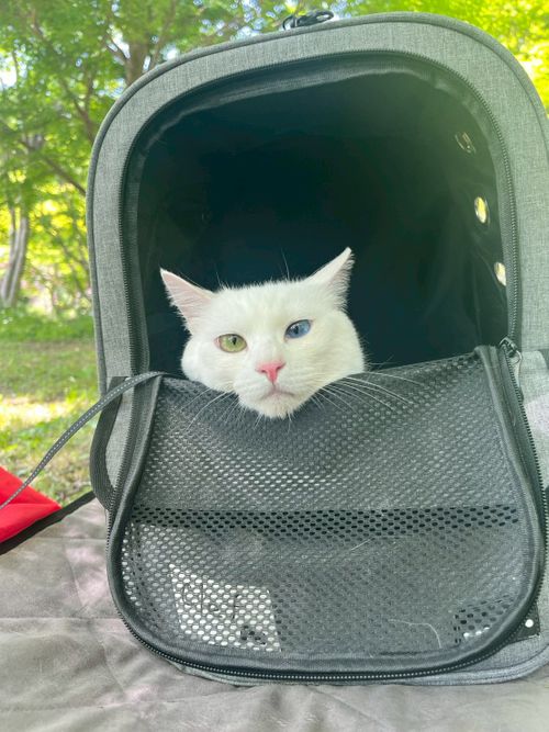 特に何もないんだけど、まったりデュオで猫の写真を撮ってきたよ ANOTHAPLACE ソロキャンプ グループキャンプ オートサイト 区画サイト ちあさんのキャンプブログ CAMPiii（キャンピー） -キャンプ専用SNS キャンプのすべてがここに集まる-