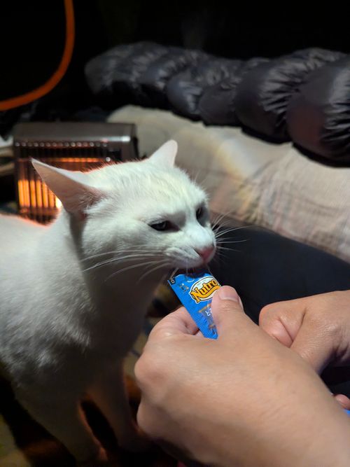 特に何もないんだけど、まったりデュオで猫の写真を撮ってきたよ ANOTHAPLACE ソロキャンプ グループキャンプ オートサイト 区画サイト ちあさんのキャンプブログ CAMPiii（キャンピー） -キャンプ専用SNS キャンプのすべてがここに集まる-