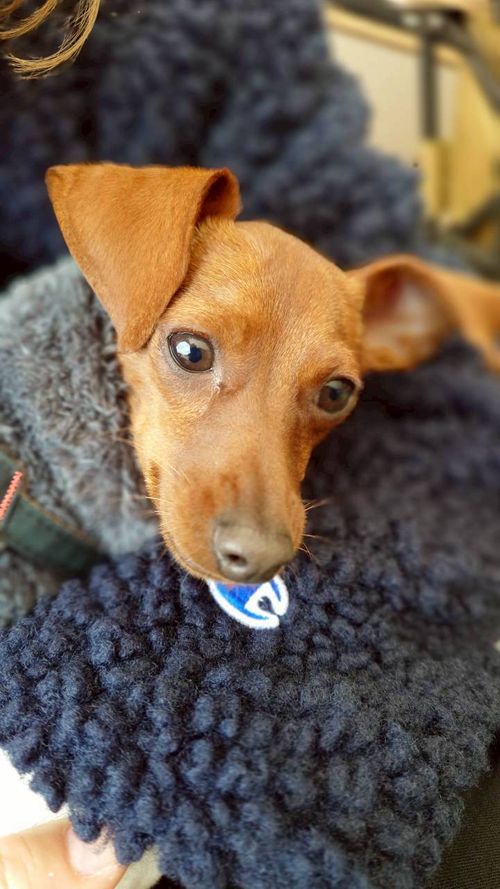 デイキャンもどき こもれび森のイバライド ファミリーキャンプ フリーサイト まーささんのキャンプブログ CAMPiii（キャンピー） -キャンプ専用SNS キャンプのすべてがここに集まる-