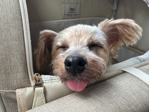 ふもとっぱらキャンプ場 ふもとっぱらキャンプ場 ファミリーキャンプ フリーサイト あやぴさんのキャンプブログ CAMPiii(キャンピー) -キャンプ専用SNS キャンプのすべてがここに集まる-