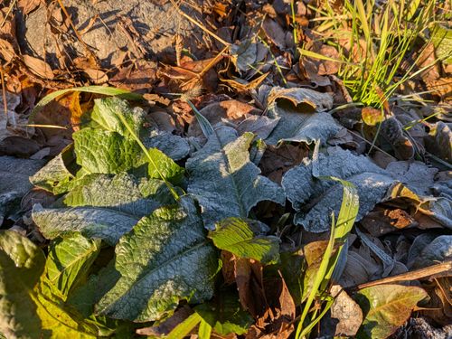 やっぱりここなのよ 愛川町 ソロキャンプ フリーサイト ひげさんさんのキャンプブログ CAMPiii（キャンピー） -キャンプ専用SNS キャンプのすべてがここに集まる-