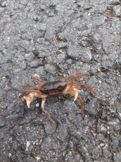 酔っぱらって夜なにしてたのかよくわからないキャンプ⛺ One and…Nanmoku Another BASE ソロキャンプ 区画サイト ひろ16さんのキャンプブログ CAMPiii（キャンピー） -キャンプ専用SNS キャンプのすべてがここに集まる-