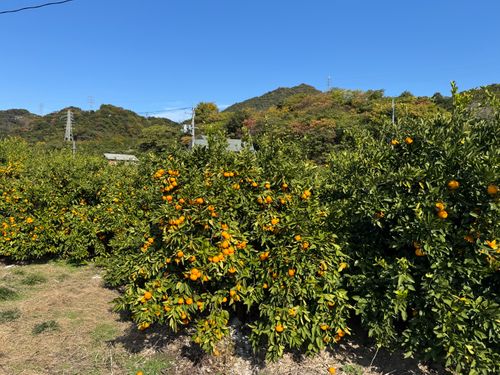 星がキレイな「過保護」キャンプ W.A.S. River side nature terrace ファミリーキャンプ 区画サイト yoji@campさんのキャンプブログ CAMPiii（キャンピー） -キャンプ専用SNS キャンプのすべてがここに集まる-